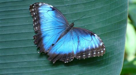 Blue Morpho Butterfly Facts, Information, Pictures & Video