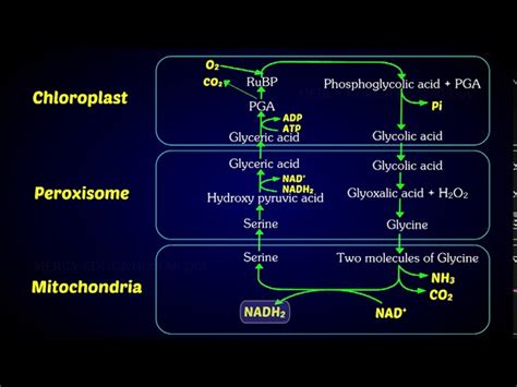 Photorespiration Animation