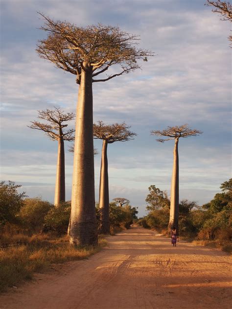 Baobab trees at sunset | Smithsonian Photo Contest | Smithsonian Magazine