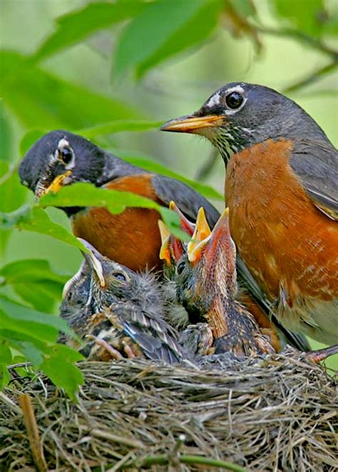 Robins tending to their nestlings. | Pet birds, Bird, Backyard birds