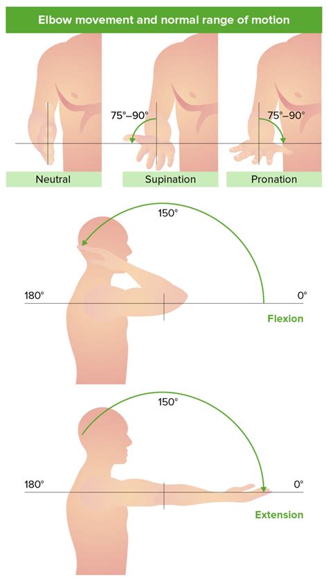 Elbow Joint: Anatomy [+video] - Lecturio Medical