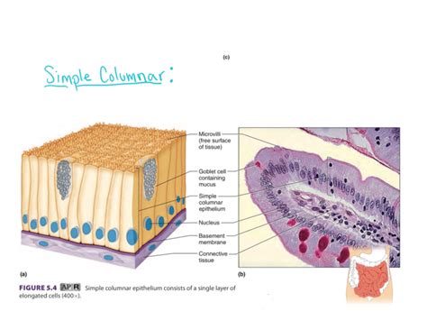 Simple Columnar Epithelium Diagram | Quizlet