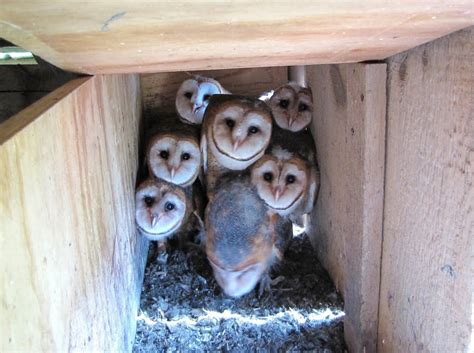 CLAW Barn Owl Nesting Box — Citizens for Los Angeles Wildlife