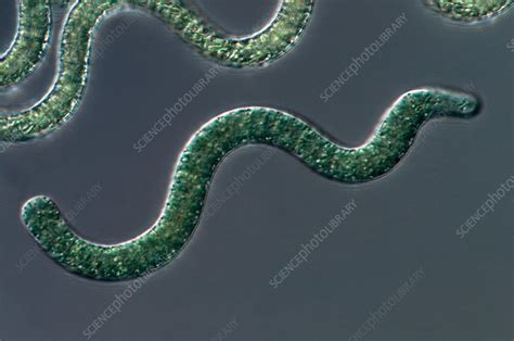 Spirulina cyanobacteria, light micrograph - Stock Image - C003/1082 ...