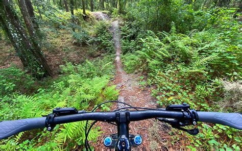 Croom Mountain Bike Trails | Withlacoochee State Forest