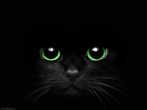 BLack Cat with Green Eyes by Cometsong on deviantART | Cat eye tattoos ...