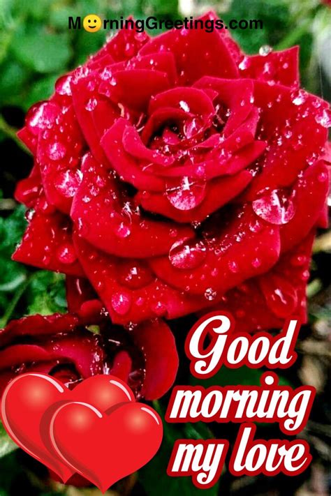 51 Good Morning Wishes With Rose - Morning Greetings – Morning Quotes ...