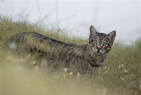 Feral Cats in Australia Kill 7 Animals Per Day