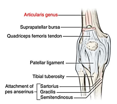 Articularis Genu | Earth's Lab