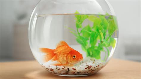 You Can Eat Your Goldfish, But Here's Why You Shouldn't