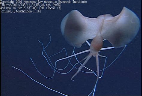 Let's do Some Zoology! - Bigfin Squid (Genus Magnapinna) bigfin squid ...