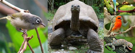 Mauritius Wildlife