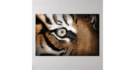 Eye of the tiger poster | Zazzle