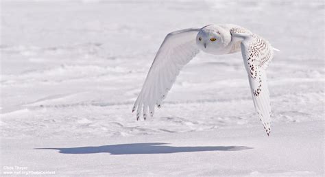 Winter Havens for Snowy Owls : The National Wildlife Federation Blog