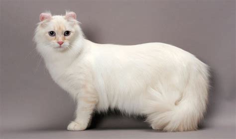 American Curl Cat Breed Information - Vetstreet | Vetstreet