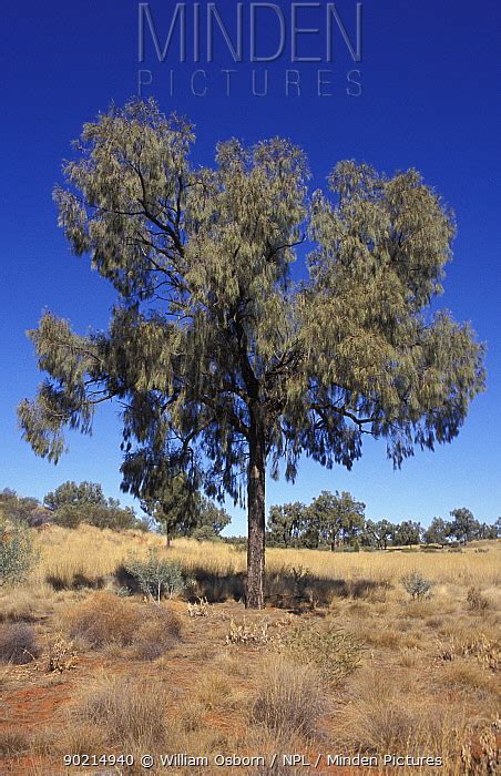 Desert Oak stock photo - Minden Pictures