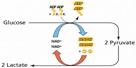 Anaerobic Respiration Definition