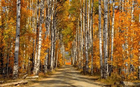 Birch Trees Autumn Wallpapers - Wallpaper Cave