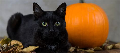 Why Are Black Cats Associated with Halloween? | Litter-Robot