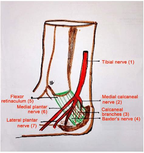 Tibial Nerve