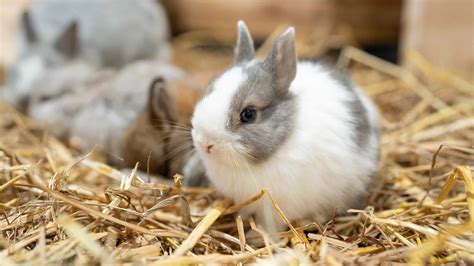 Netherland Dwarf Rabbit Pictures - AZ Animals