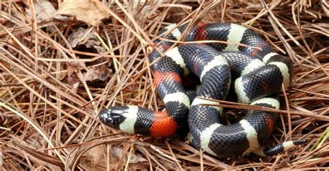 Are Milk Snakes Poisonous or Dangerous? - A-Z Animals