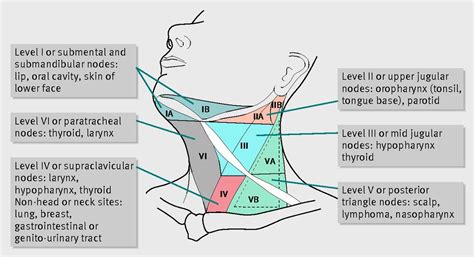 Lymph node groups of the head and neck region with respective draining ...