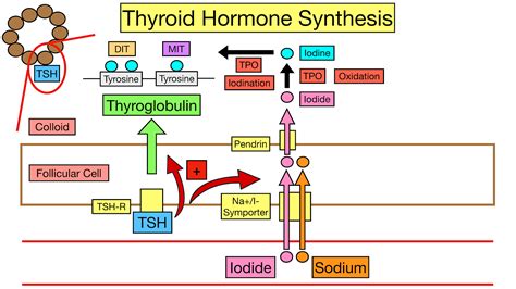 Thyroid Hormone Synthesis Pathway: Step-By-Step Flow Chart — EZmed