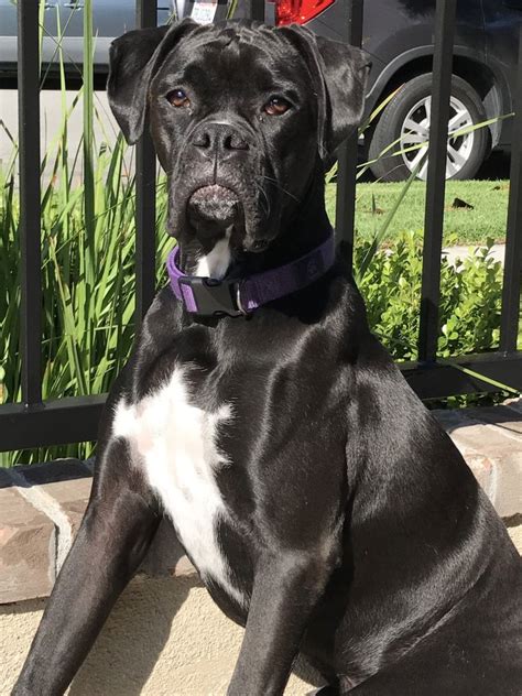 Black Boxer suntanning | Black boxer puppies, White boxer dogs, Black ...