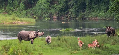 Chitwan National Park - Nature Trail Travels & Tours, Trekking ...