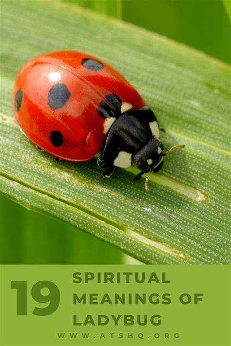 Ladybug Symbolism: 19 Spiritual Meanings Of Ladybugs