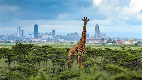 Nairobi Trips: 1- Day Nairobi National Park ½ Day Trip from $90pp ...