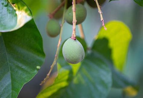 Santol fruit facts and health benefits