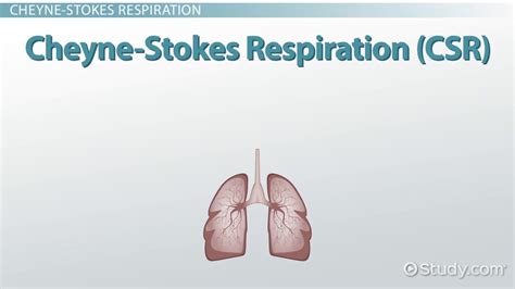 Respiration Patterns | Kussmaul, Cheyne Stokes & Biot - Lesson | Study.com