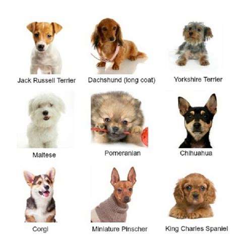 Small Dog Breeds Chart List | All Dog Breeds | Dog breeds chart, Types ...