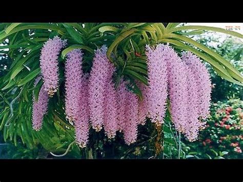 The Most Beautiful Orchids in the World | orchid farm – Webgiasi.vn ...