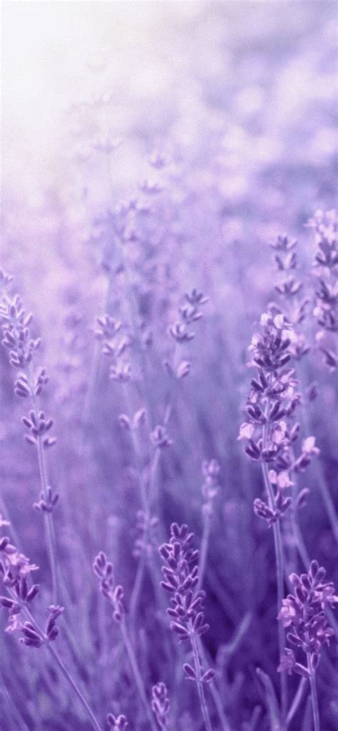 Aesthetic Lavender Wallpaper - Light Lavender Aesthetic Wallpaper iPhone