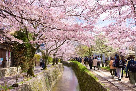 Philosopher’s Path Kyoto Cherry Blossoms 2019 – Japan Travel Guide -JW ...