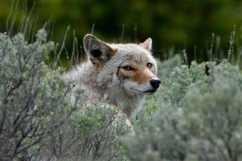 Amazing Wildlife Photos in Yellowstone National Park | Reader's Digest