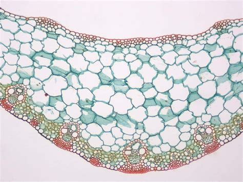 DS003 - Monocot & Dicot Leaves, cs - Valley Microscope