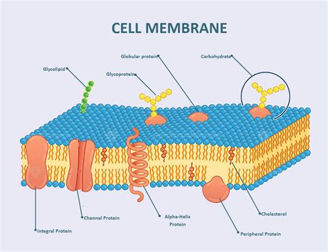 Cell Membrane Labeled | Plasma membrane, Cell membrane structure ...