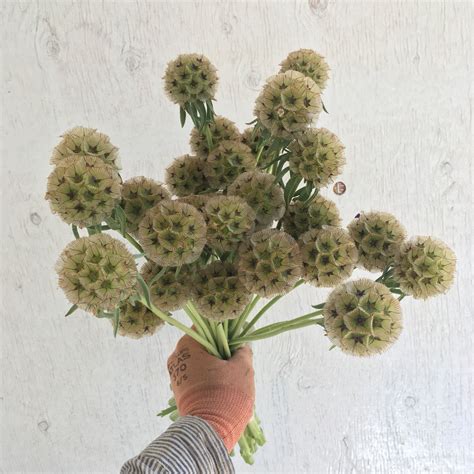 Saving Pod Scabiosa Seed — Artemis Flower Farm