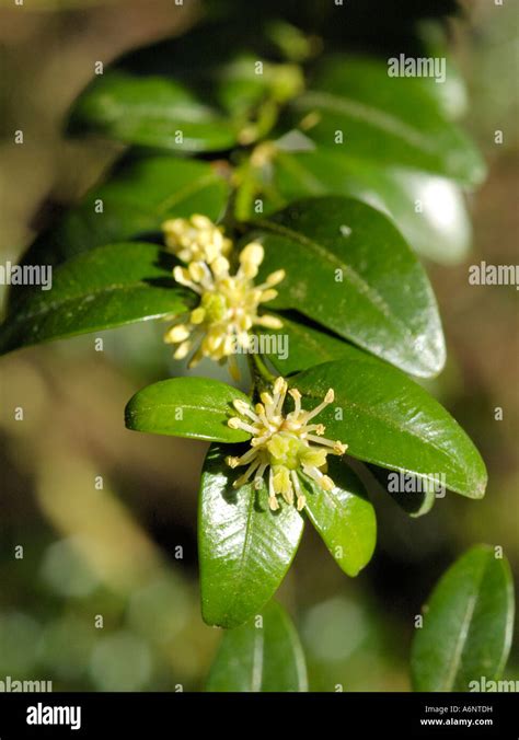 Box flowers, buxus sempervirens Stock Photo - Alamy