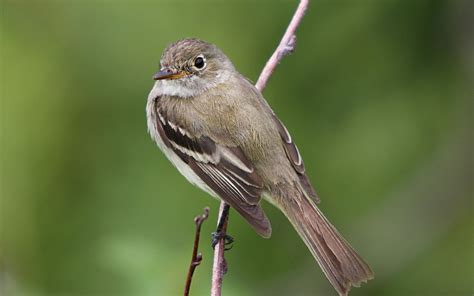 Alder Flycatcher | Audubon Field Guide