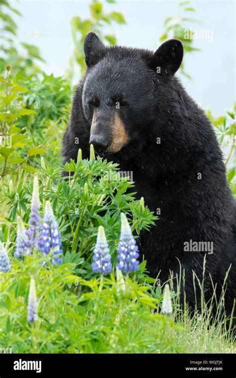 North America; United States; Alaska; Kenai Peninsula; Wildlife ...