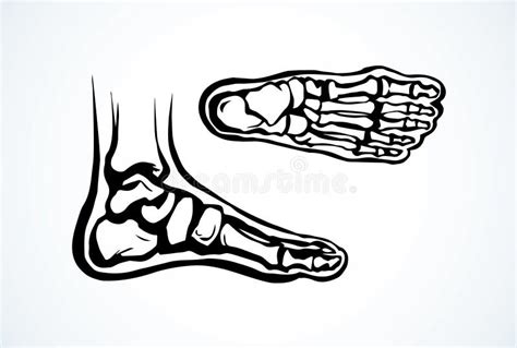 Bones of the Foot. Vector Drawing Stock Vector - Illustration of ...