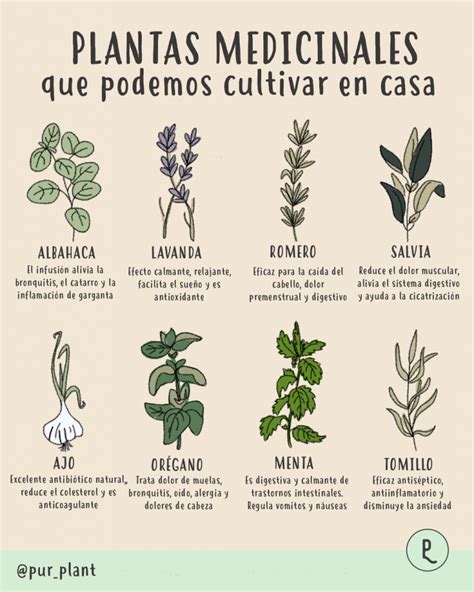 Plantas medicinales - PlantasPara.es