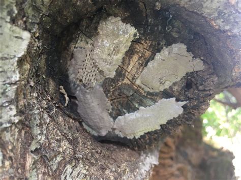 how do spotted lanternflies damage trees - Jasmin Blalock