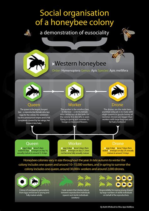 the social organization of a honeybee coonyy is shown in this info poster