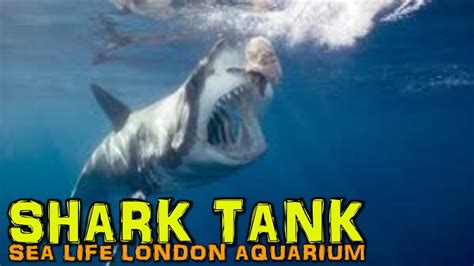 Sea Life London Aquarium: SHARK TANK - London (4k) - YouTube